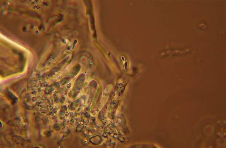 Probabile Postia (Postia tephroleuca)